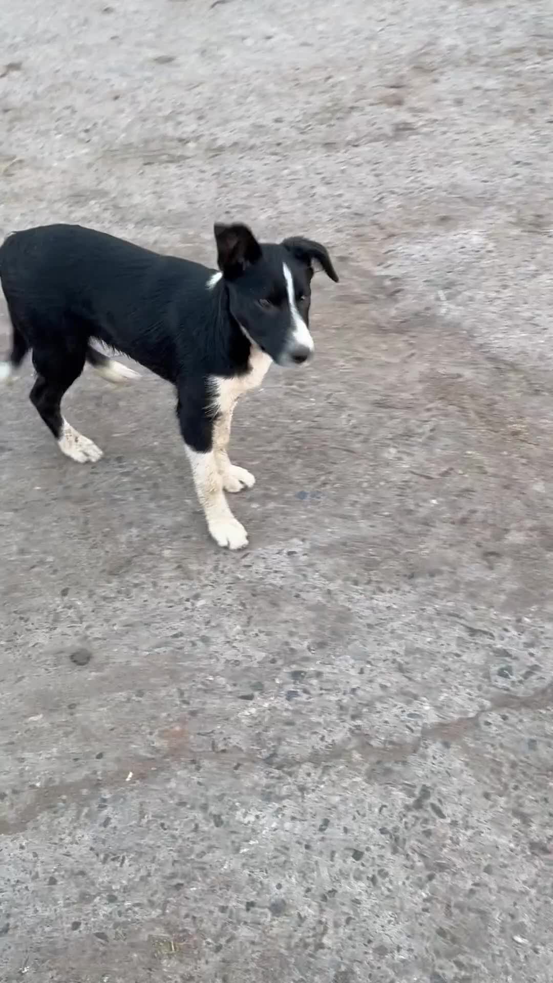 Border Collie dogs for sale: 2 X Male Welsh border collie pups in Crickhowell - Video 2