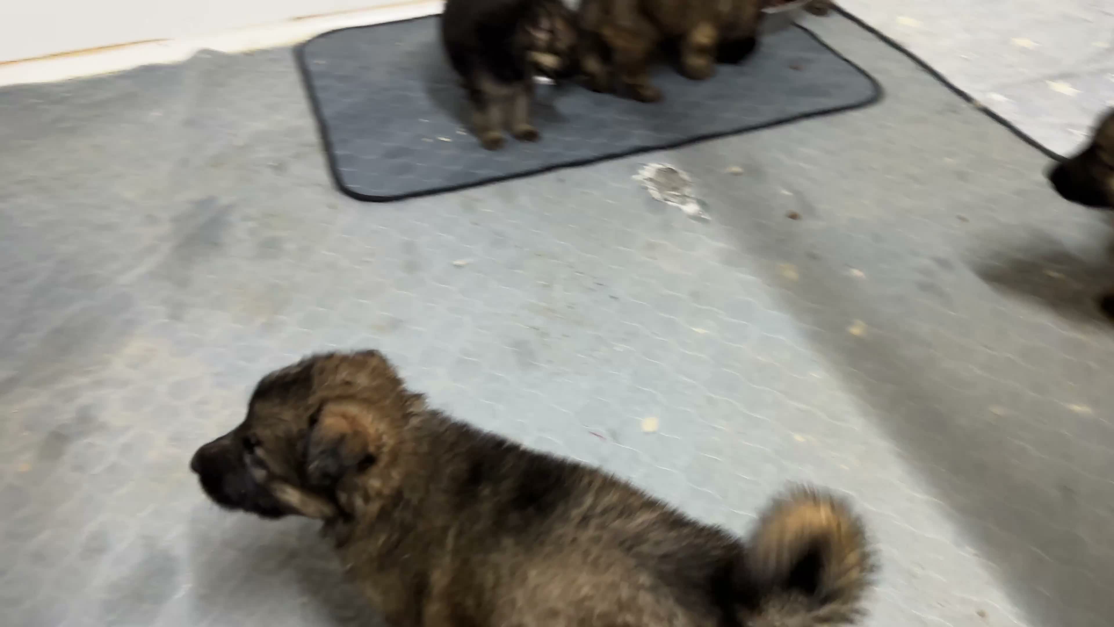 German Shepherd dogs for sale: Chunky, Long Coated German Shepherds - Video 1