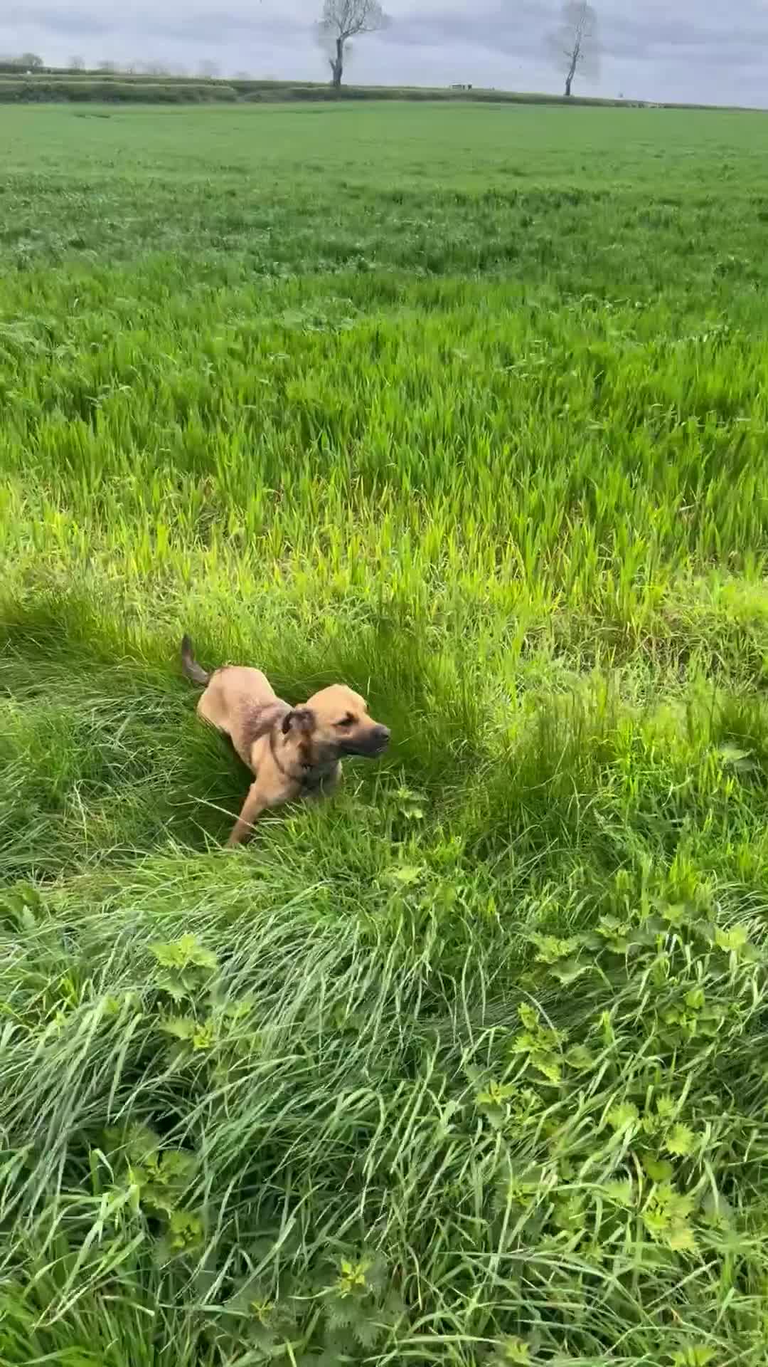 Mixed Breed dogs for sale: Molly looking for a loving new home - Video 2