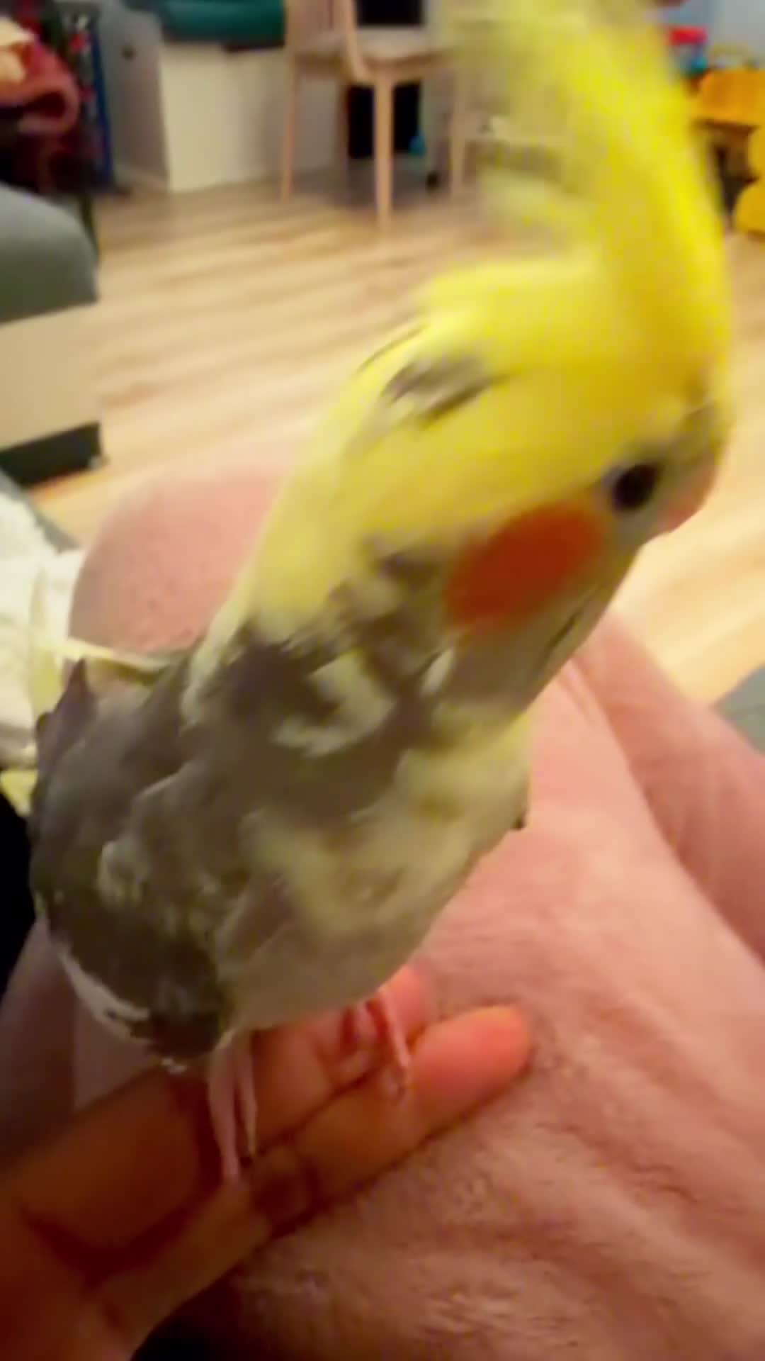 Cockatiels birds for sale: Carolina cockatiels - Video 1