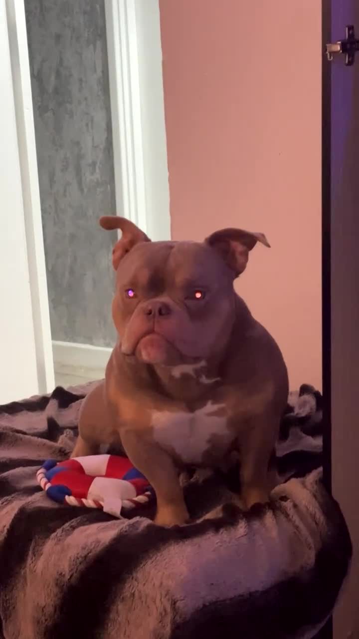 American Bully dogs for sale: Stunning Micro Bully - Registered  - Video 2