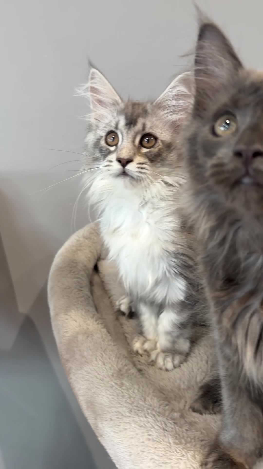 Maine Coon cats for sale: Stunning Maine Coon Kittens Shaded Lines - Video 1