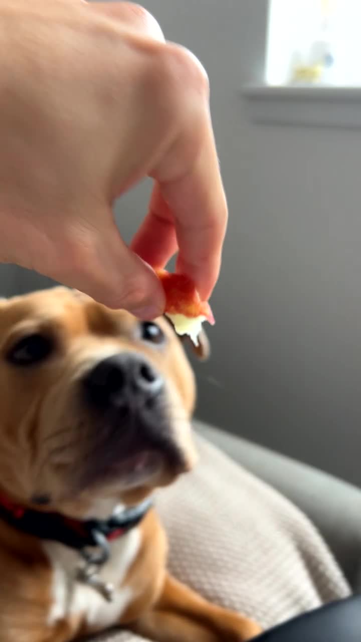 Staffordshire Bull Terrier dogs for stud: 🔥 Rare Fawn (Red) KC Staffy Stud: The Golden Boy  - Video 1