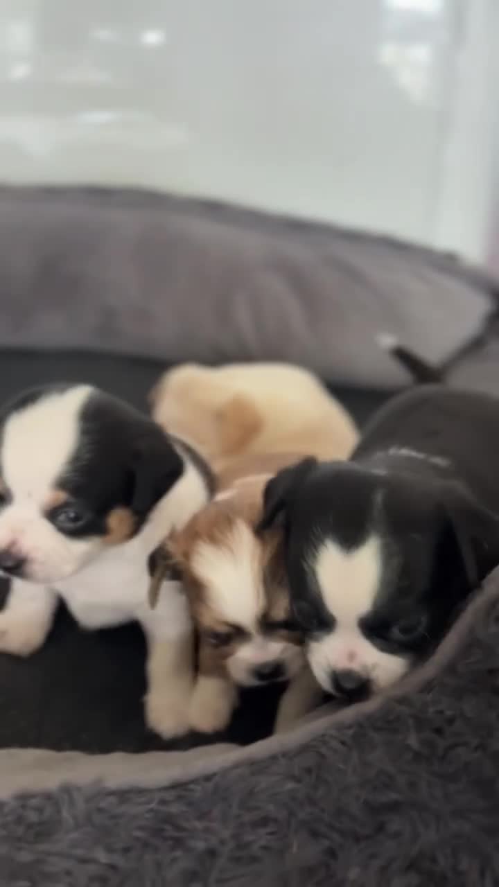 Chihuahua dogs for sale: 4 gorgeous chihuahua puppies - Video 1