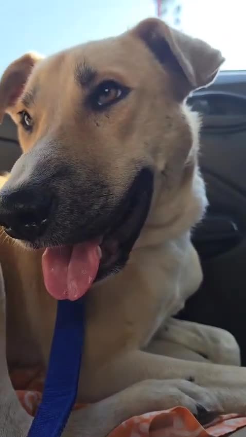 Mixed Breed dogs for sale: Magical Indie Street Dog Coming UK Seeks New Home - Video 1