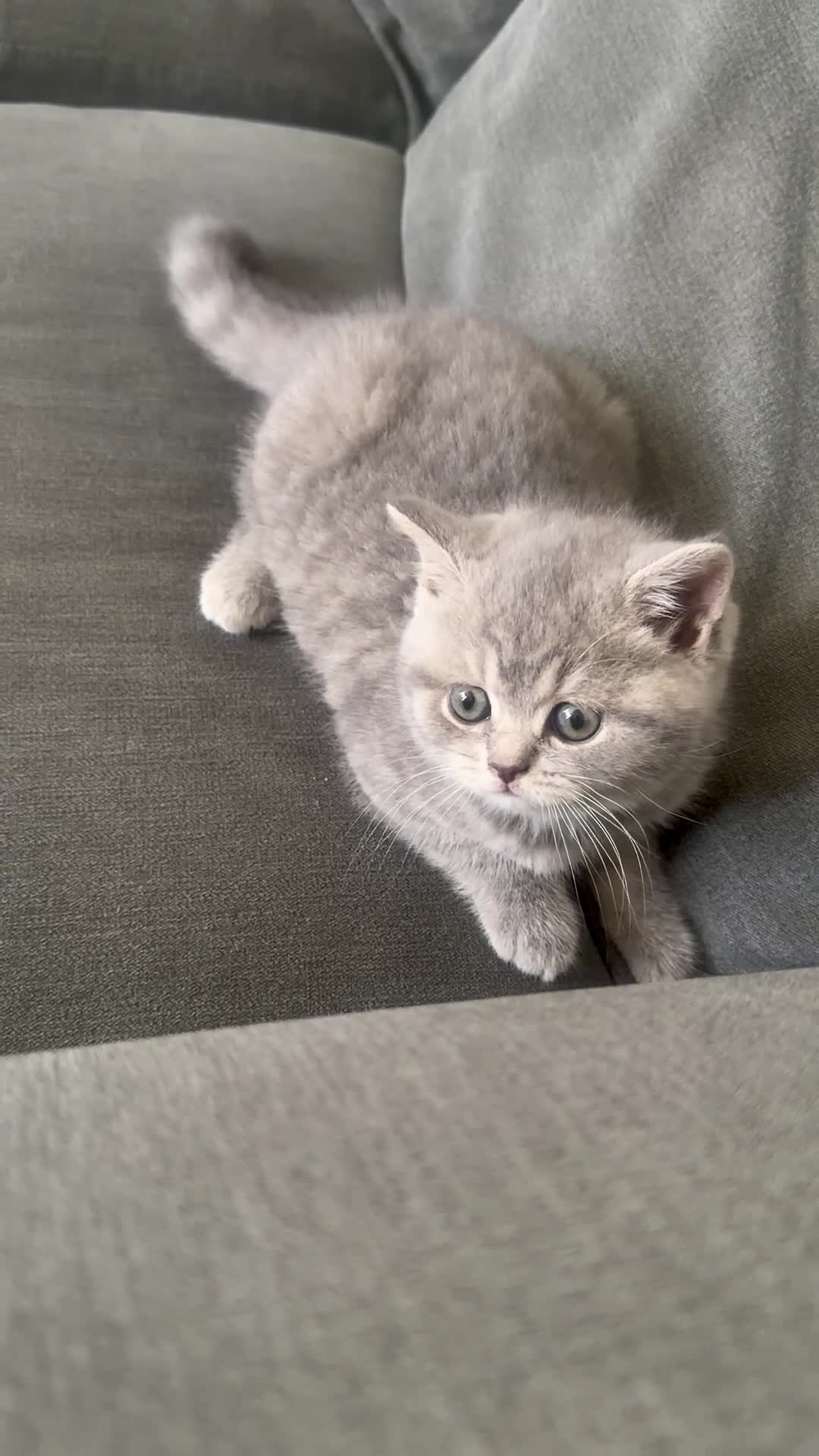 British Shorthair cats for sale: Stunning British Shorthair Kittens  - Video 4