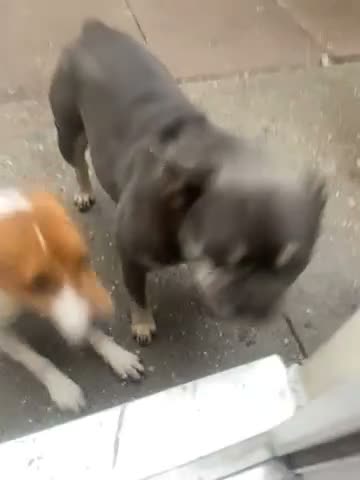 French Bulldog dogs for sale: French bulldog bitch  in Telford - Video 1