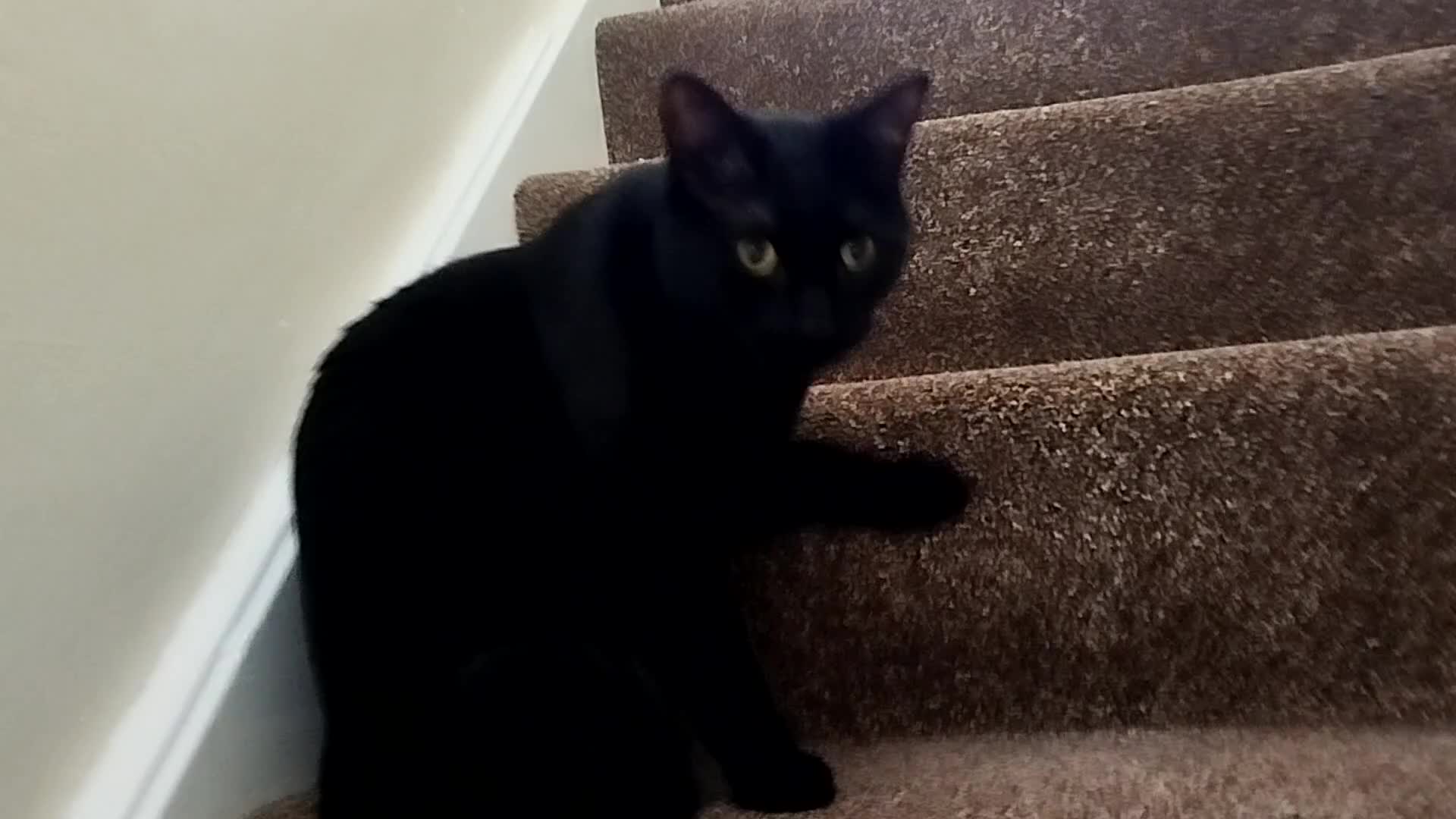 Bombay cats for sale: Black male cat loki - Video 1