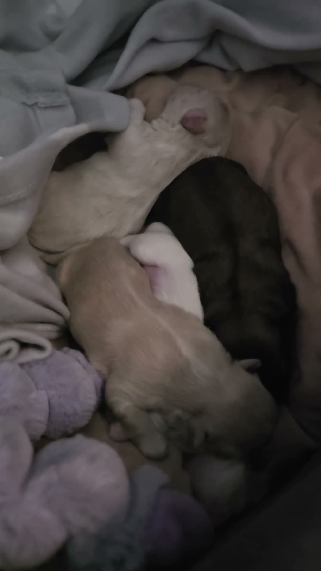 Shih Tzu dogs for sale: 3male Shizu's  - Video 3