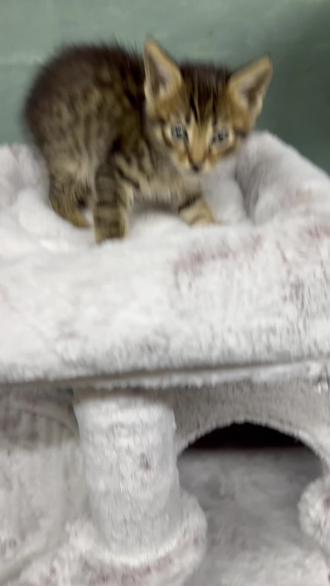 Savannah cats for sale: Savvanah kittens  - Video 3