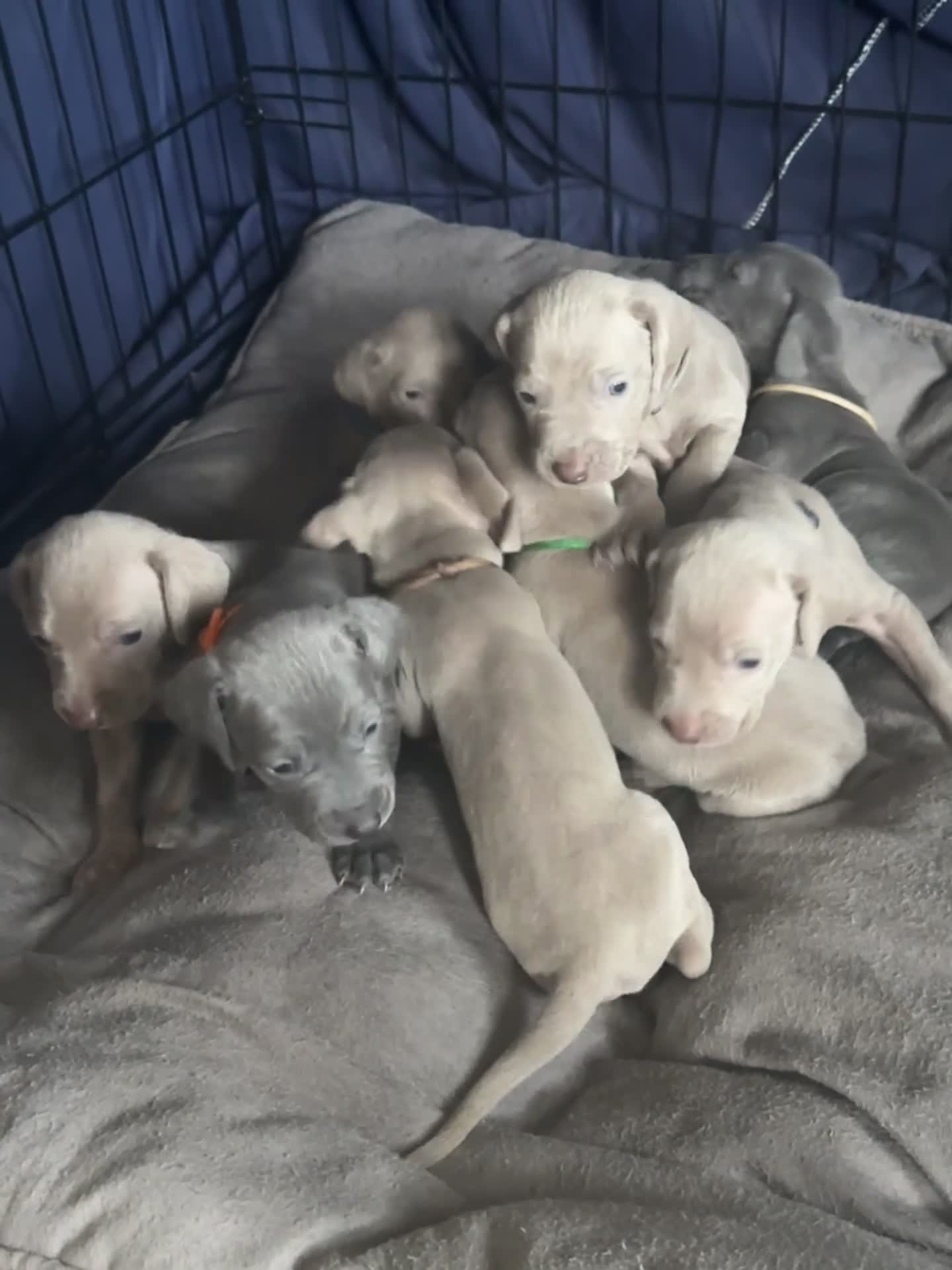 Weimaraner dogs for sale: (3 remaining!) 8 Stunning KC 🩷&💙 Weimaraner pups in Thetford - Video 4