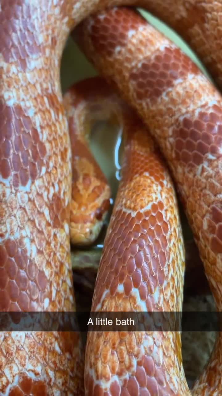 Corn Snake reptiles for sale: Adult Cornsnake & Full Setup - Video 1