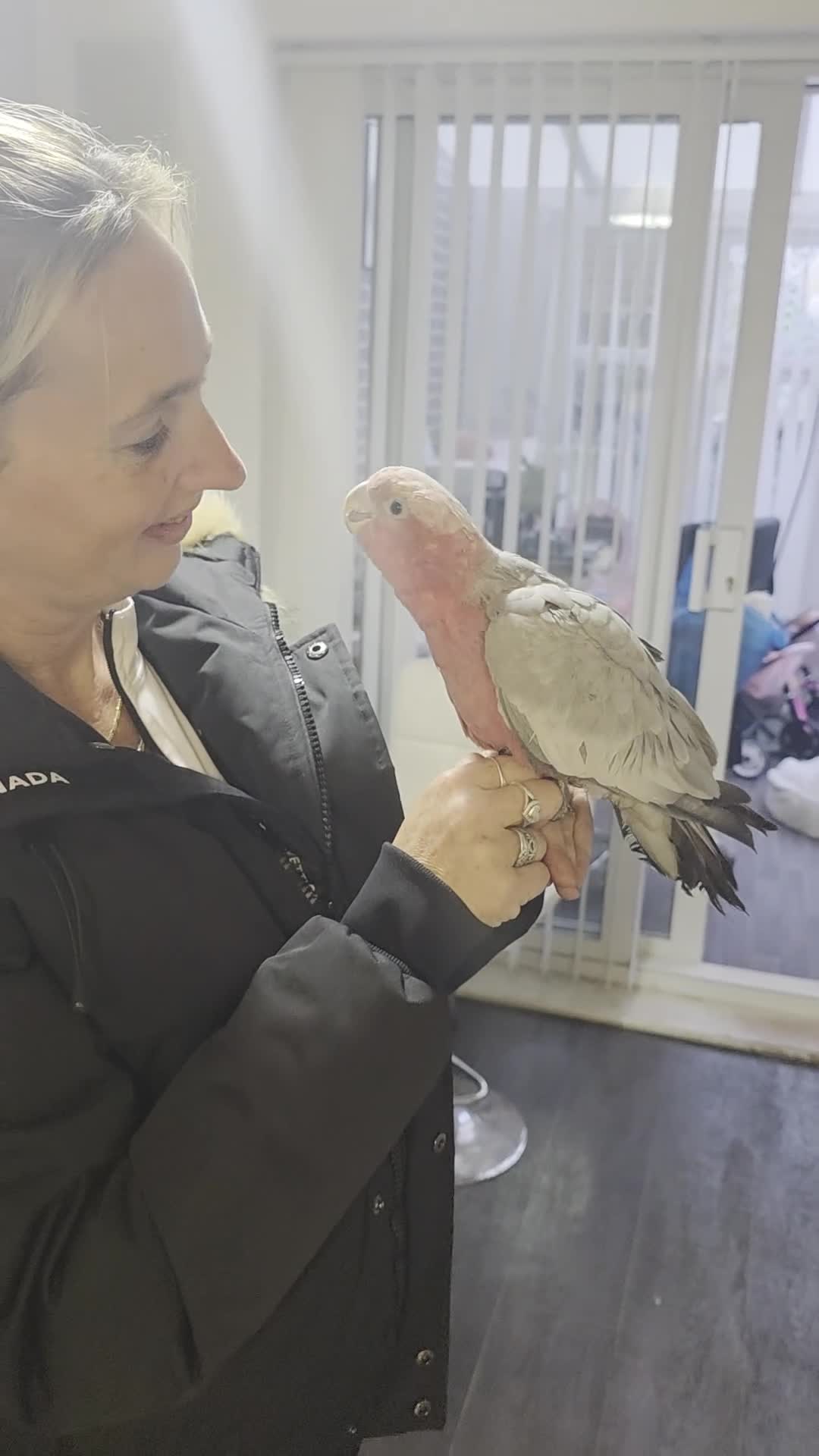 Cockatoo birds for sale: Galah cockatoo  - Video 3