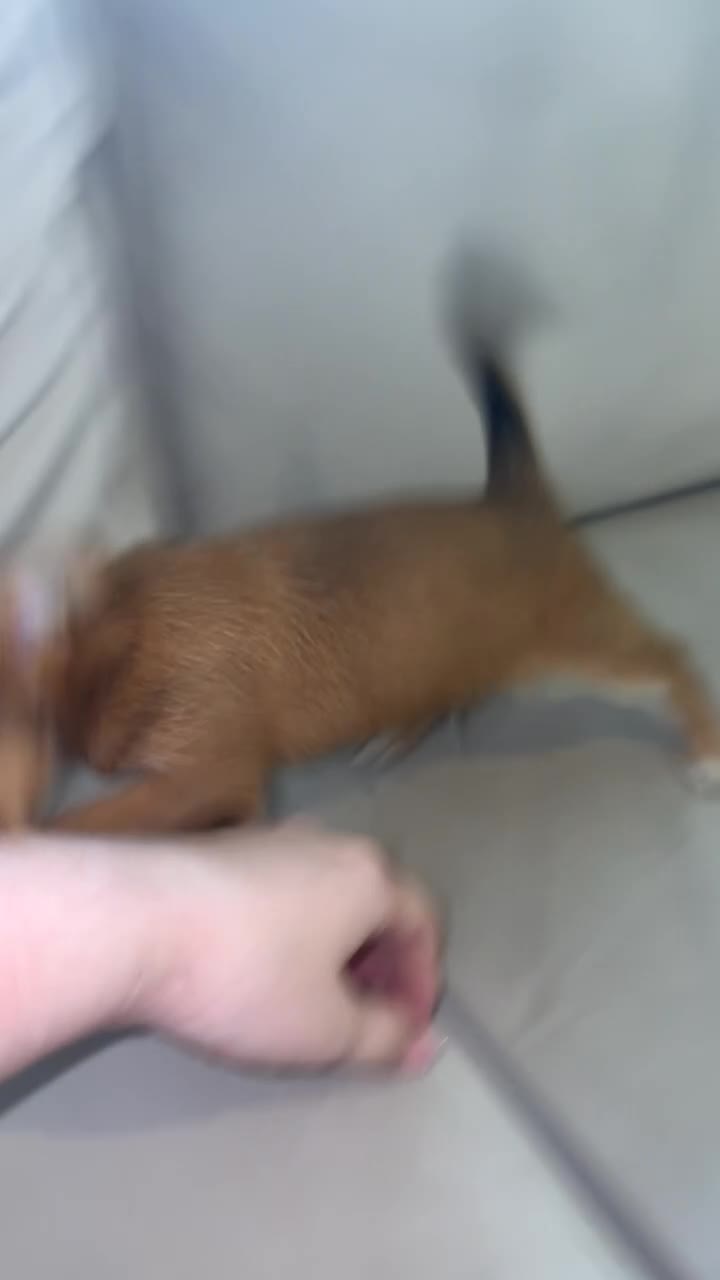 Chihuahua dogs for sale: Chihuahua boys long coat READY TO LEAVE NOW 💙 - Video 3