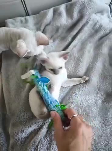 Devon Rex cats for sale: Devon Rex point💙blue eyes💙 - Video 2