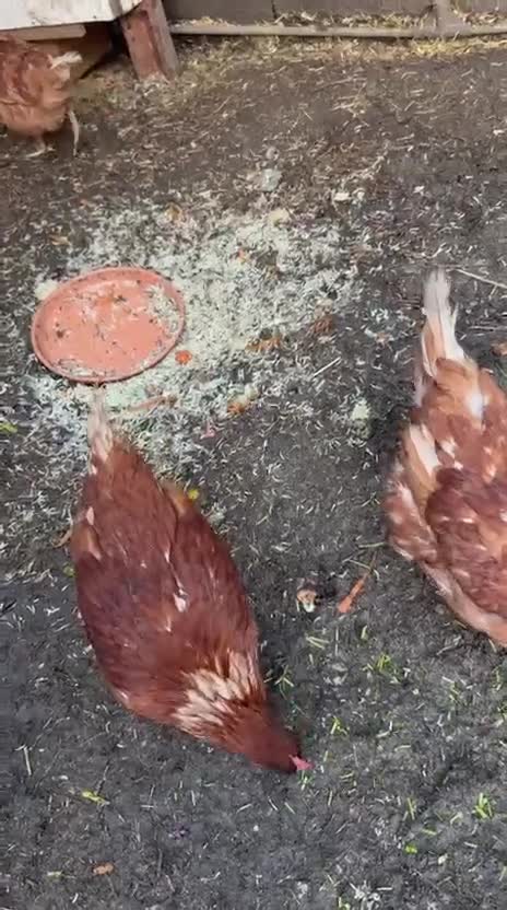 Chickens poultry for sale: 2 lohman brown need to be rehomed  - Video 2