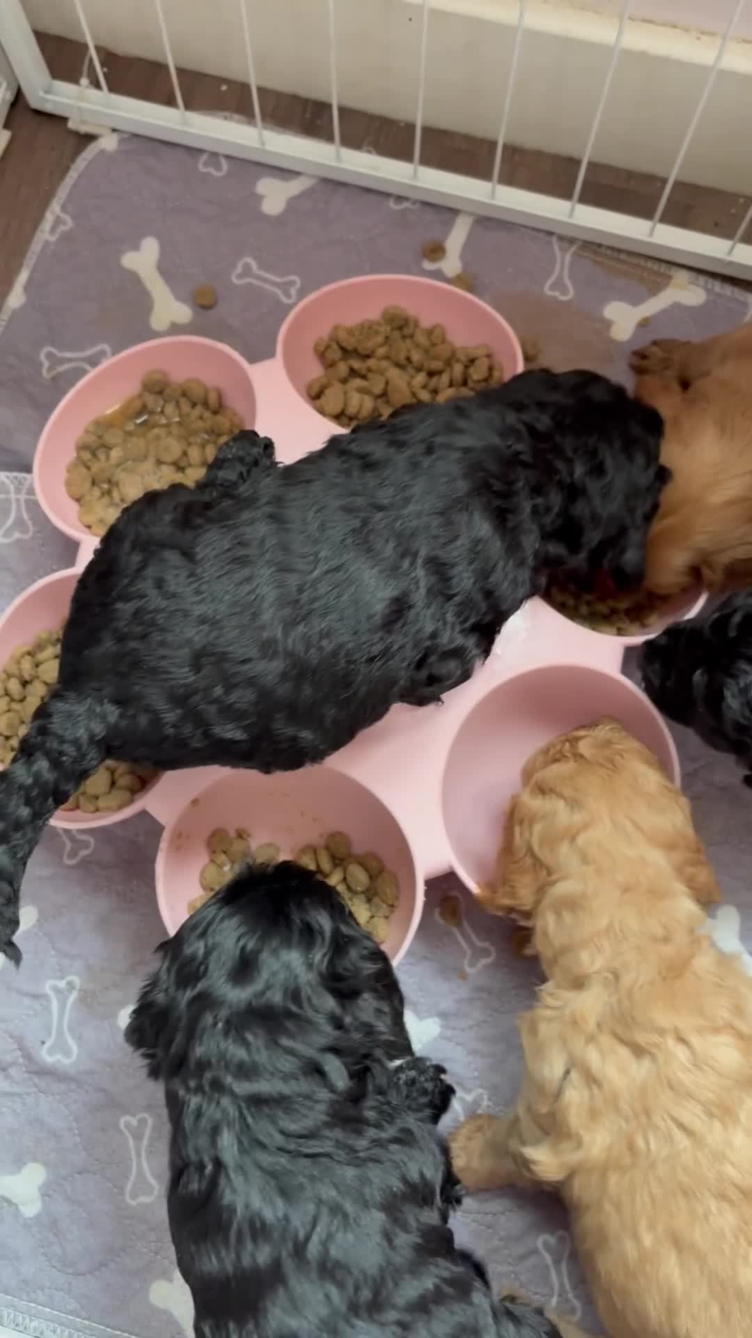 Cockapoo dogs for sale: Stunning fb1 cockapoos - last two left !!  - Video 1