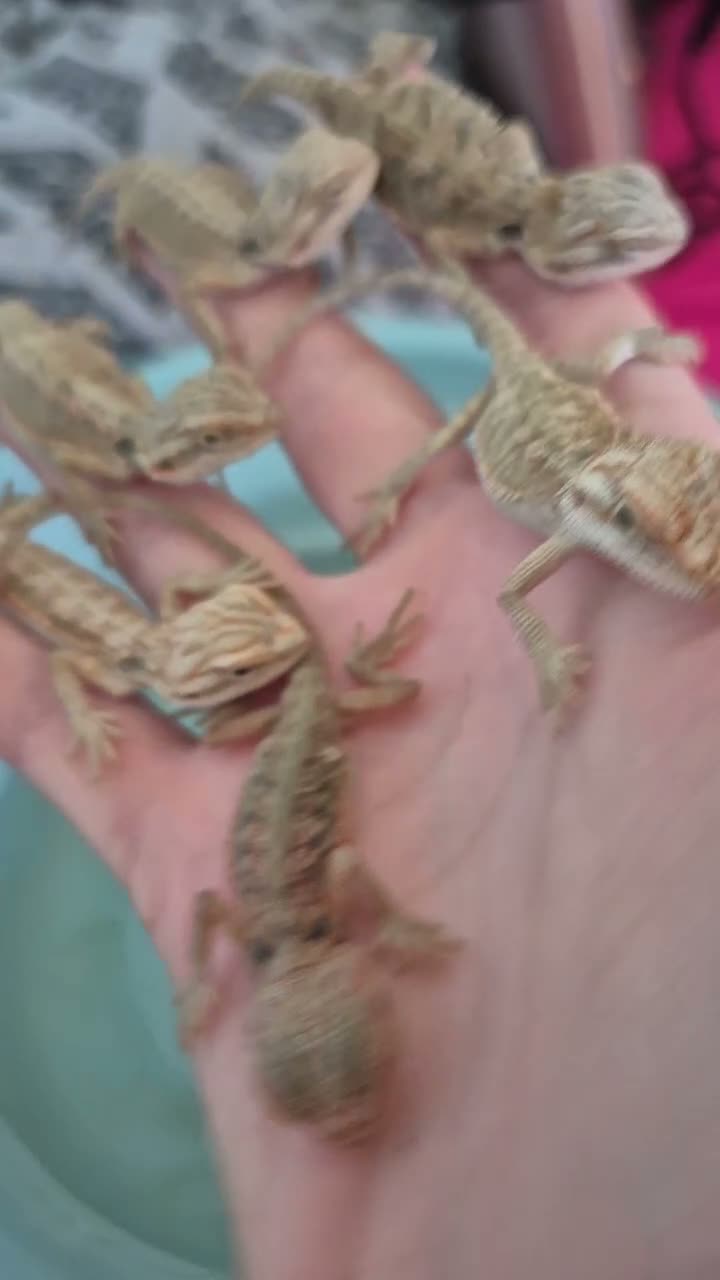 Bearded Dragon reptiles for sale: 100%Het Hypo Baby Bearded Dragons  - Video 3