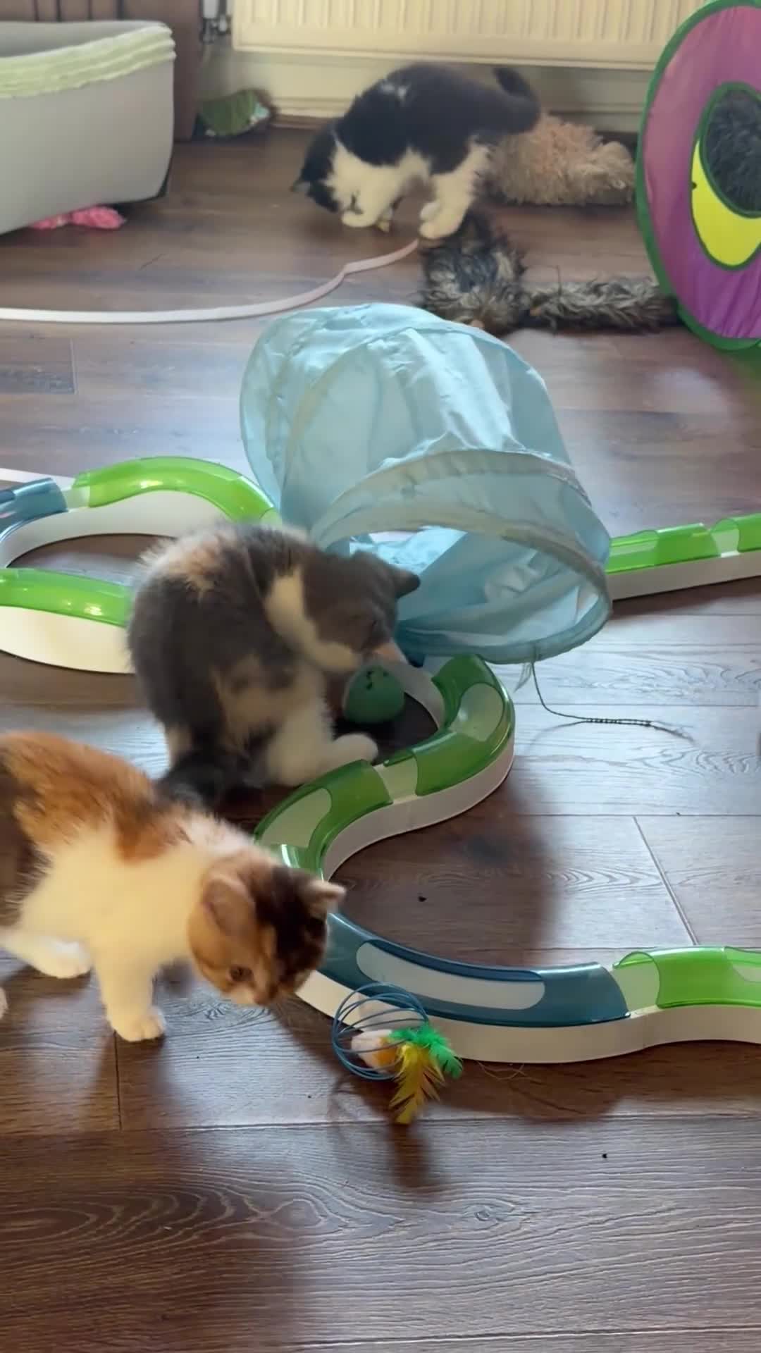 British Shorthair cats for sale: Chocolate bi coloured tortie girl - Video 1