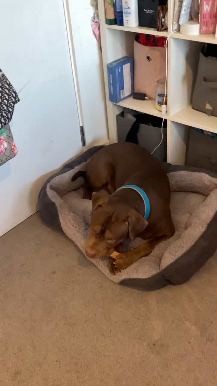 Mixed Breed dogs for stud: Hi my name is Bailey  - Video 1