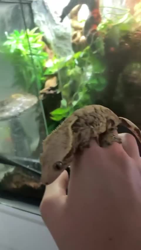Gecko reptiles for sale: baby crested gecko and females - Video 1