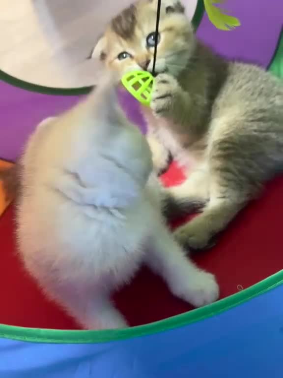 British Shorthair cats for sale: ADORABLE KITTENS  - Video 5