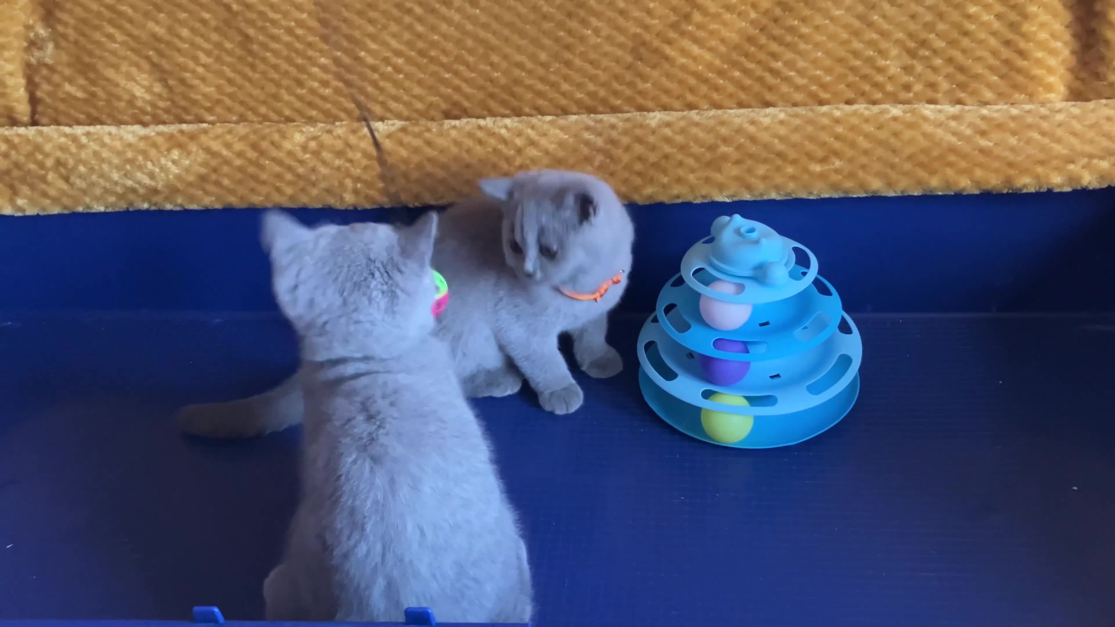 British Shorthair cats for sale: GCCF registered ChampionBloodline 5GENpedigree BSH - Video 2