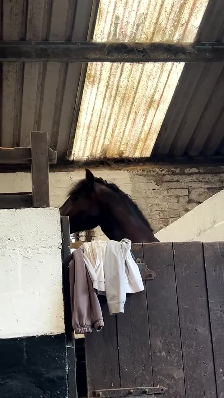 Other Breed horses for sale: Lucky  in Accrington - Video 3