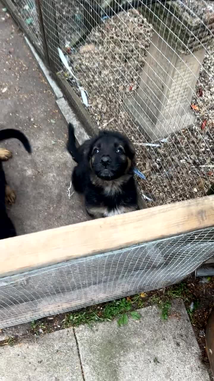 German Shepherd dogs for sale: German Shepherd Pups for Sale  - Video 2