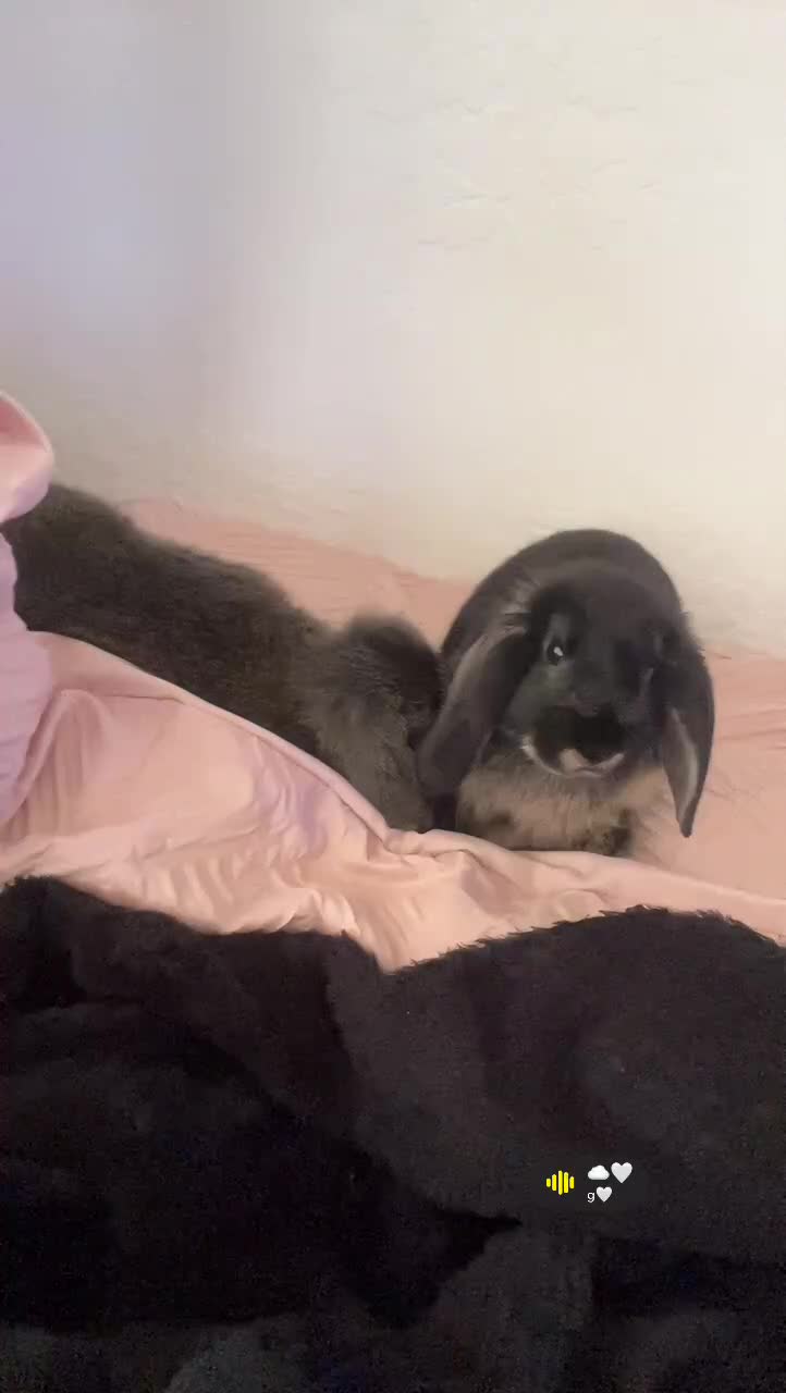 Mini Lop rabbits for sale: Mj and flop 💙 - Video 5