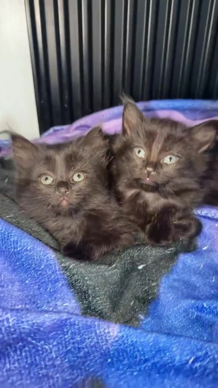 Mixed Breed cats for sale: Twin chocolate fluffys & 3 fluffy tuxedos🤍 - Video 2