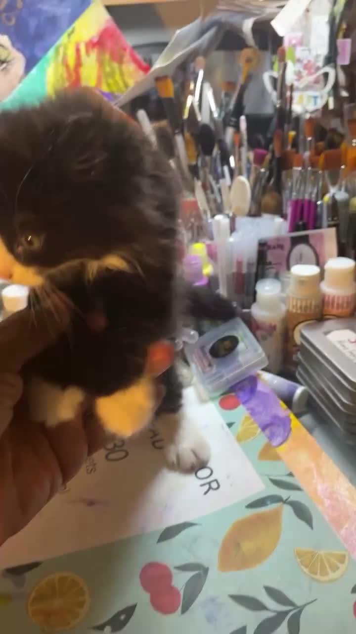 Domestic Shorthair cats for sale: Black n white Tuxedo Kittens - Video 1