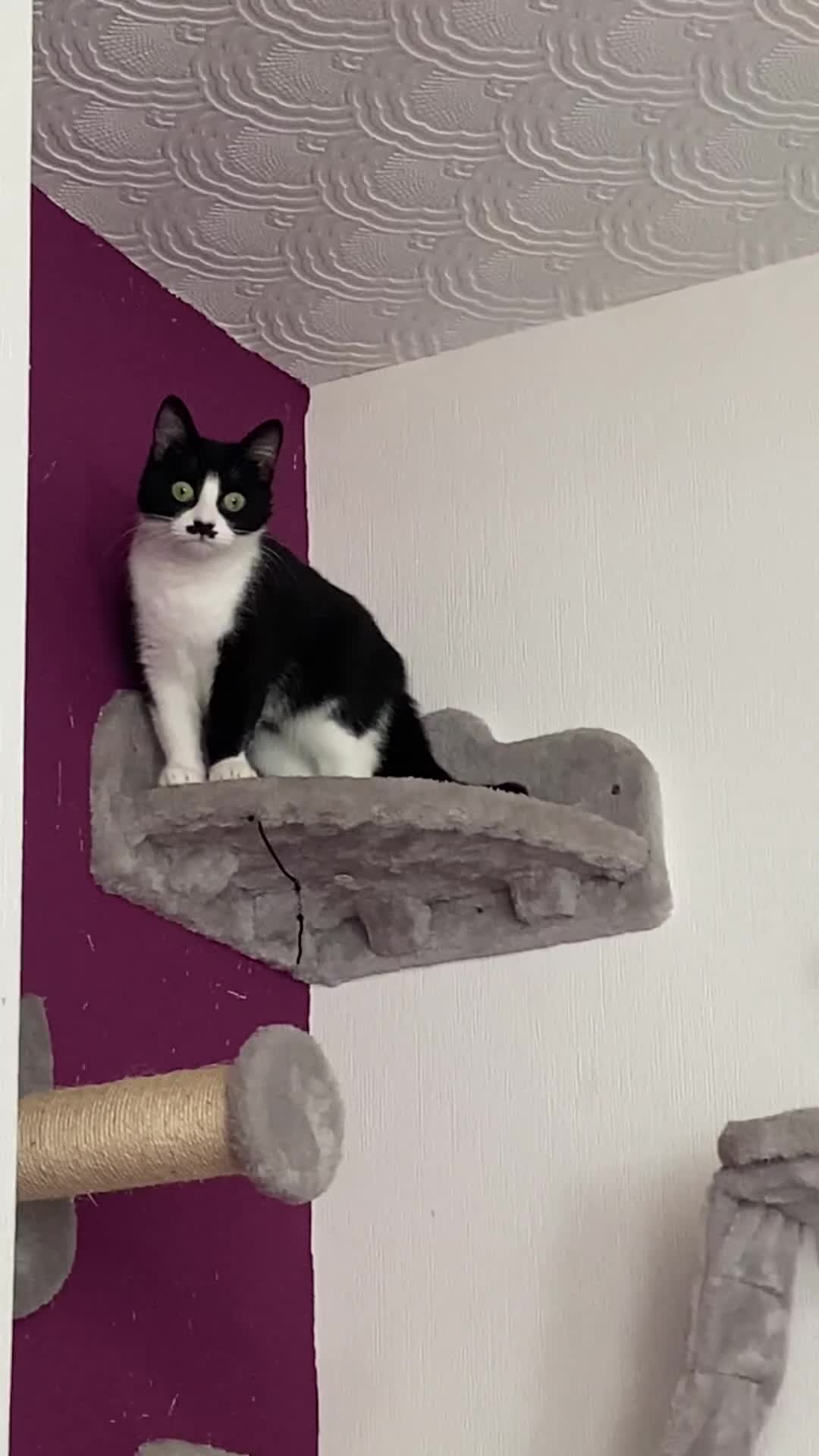 Domestic Shorthair cats for sale: 4 cats in need of homes  - Video 1