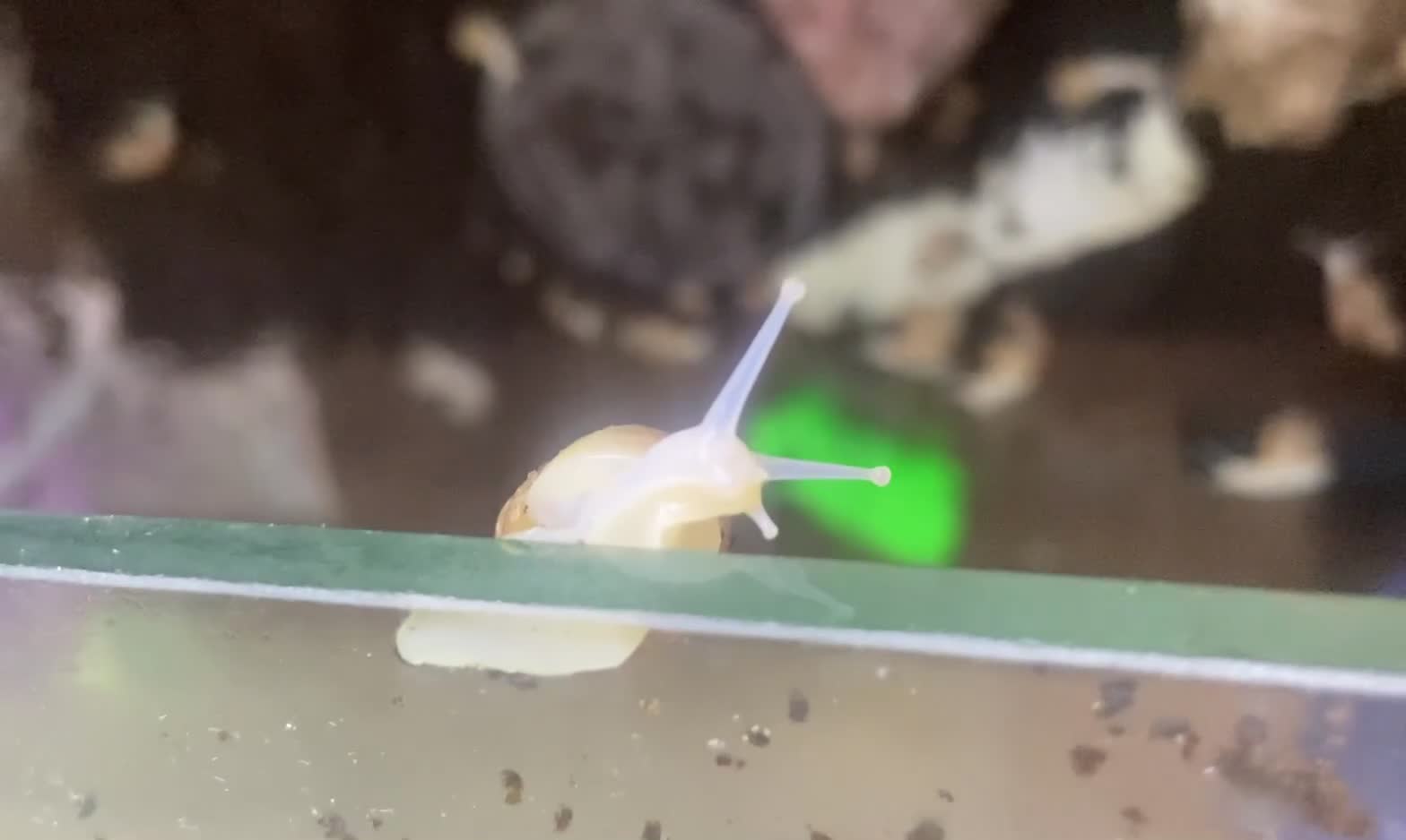 Snails invertebrates for sale: Giant African Land Snail Babies x 5  - Video 1