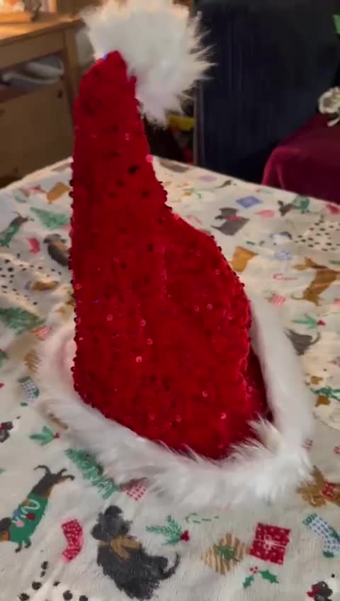 Shih Tzu dogs for sale: Adorable puppies  - Video 1