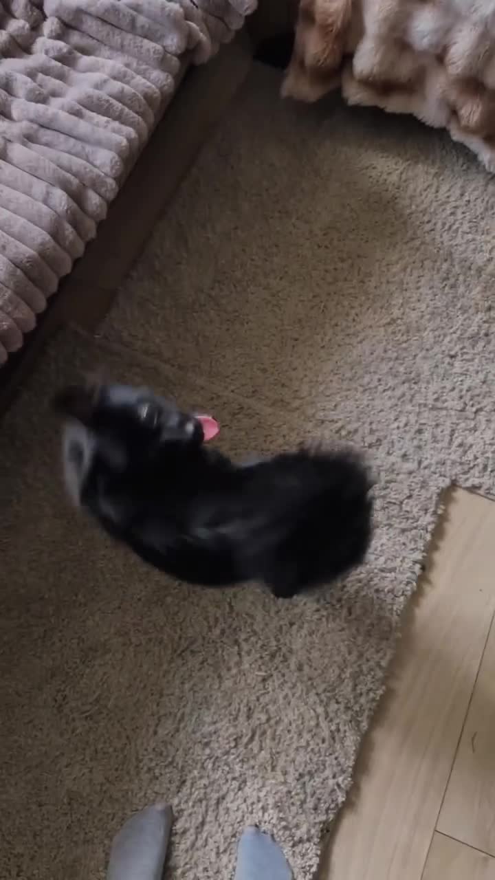 Pomeranian dogs for sale: Pomeranian  - Video 1