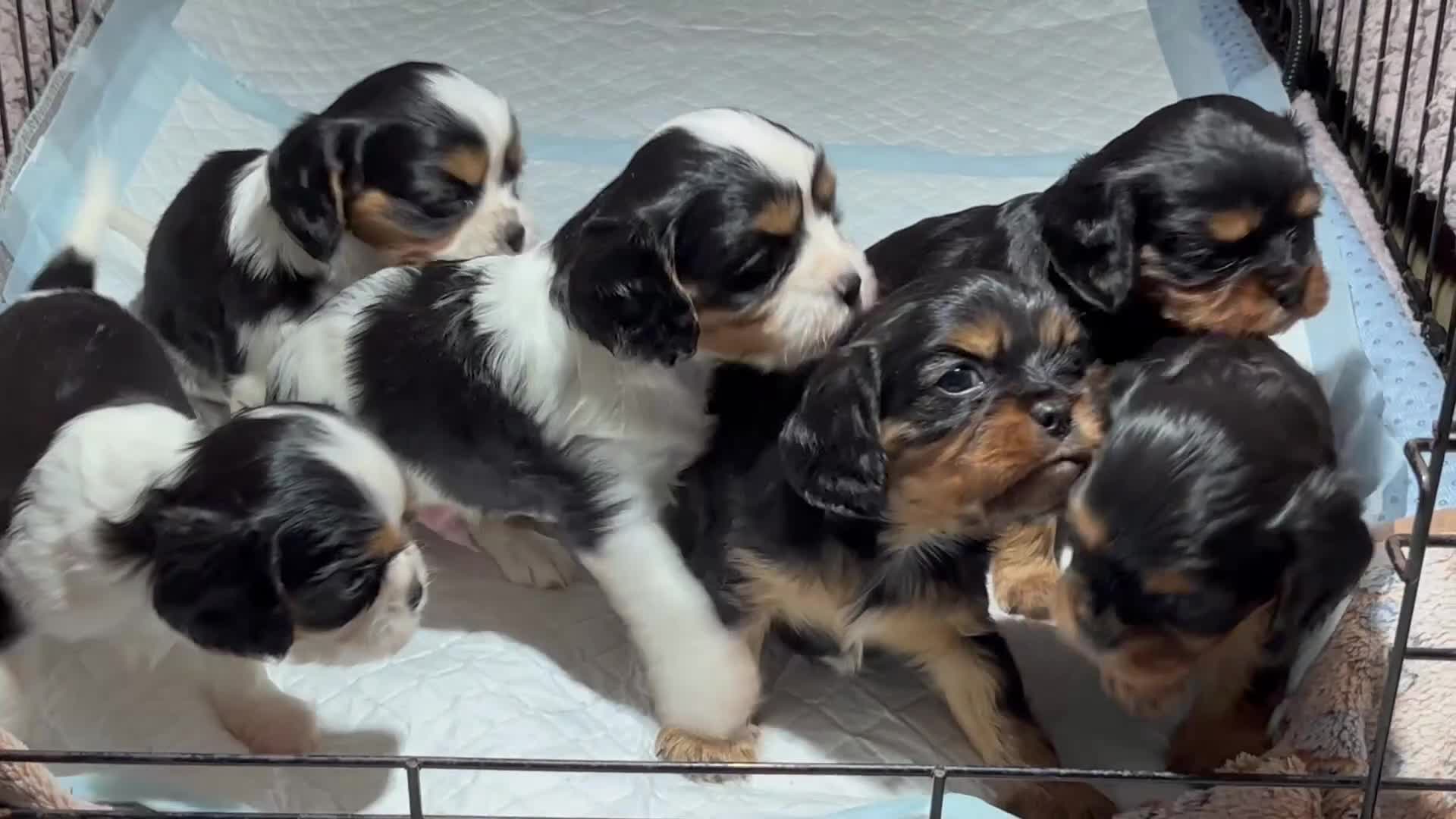 Cavalier King Charles Spaniel dogs for sale: Cavalier King Charles spaniel puppies  - Video 1