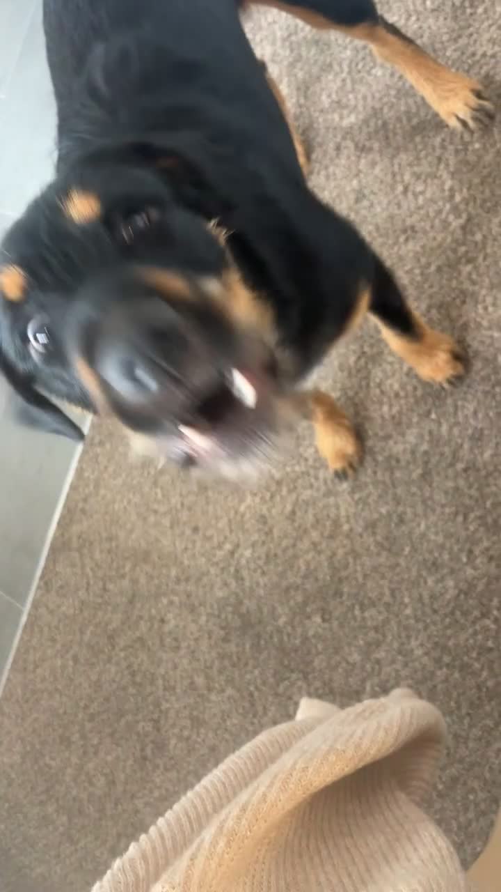 Mixed Breed dogs for sale: Beautiful Rottweiler x Belgian Mallonis  - Video 1