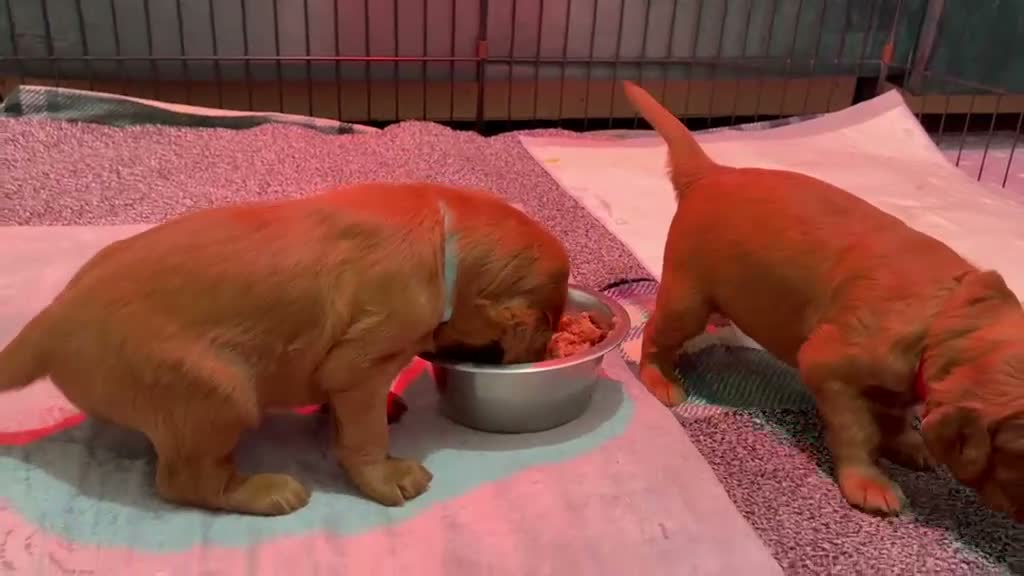 Irish Setter dogs for sale: Irish Setter Puppies in Galashiels - Video 2