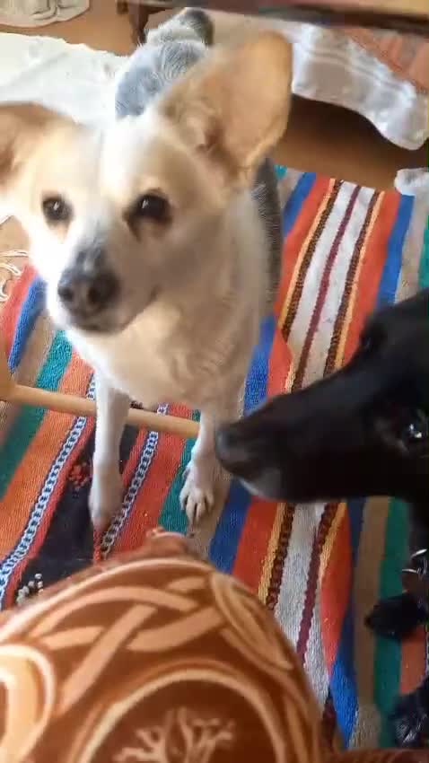 Mixed Breed dogs for adoption: Petite girl Allie - Video 1