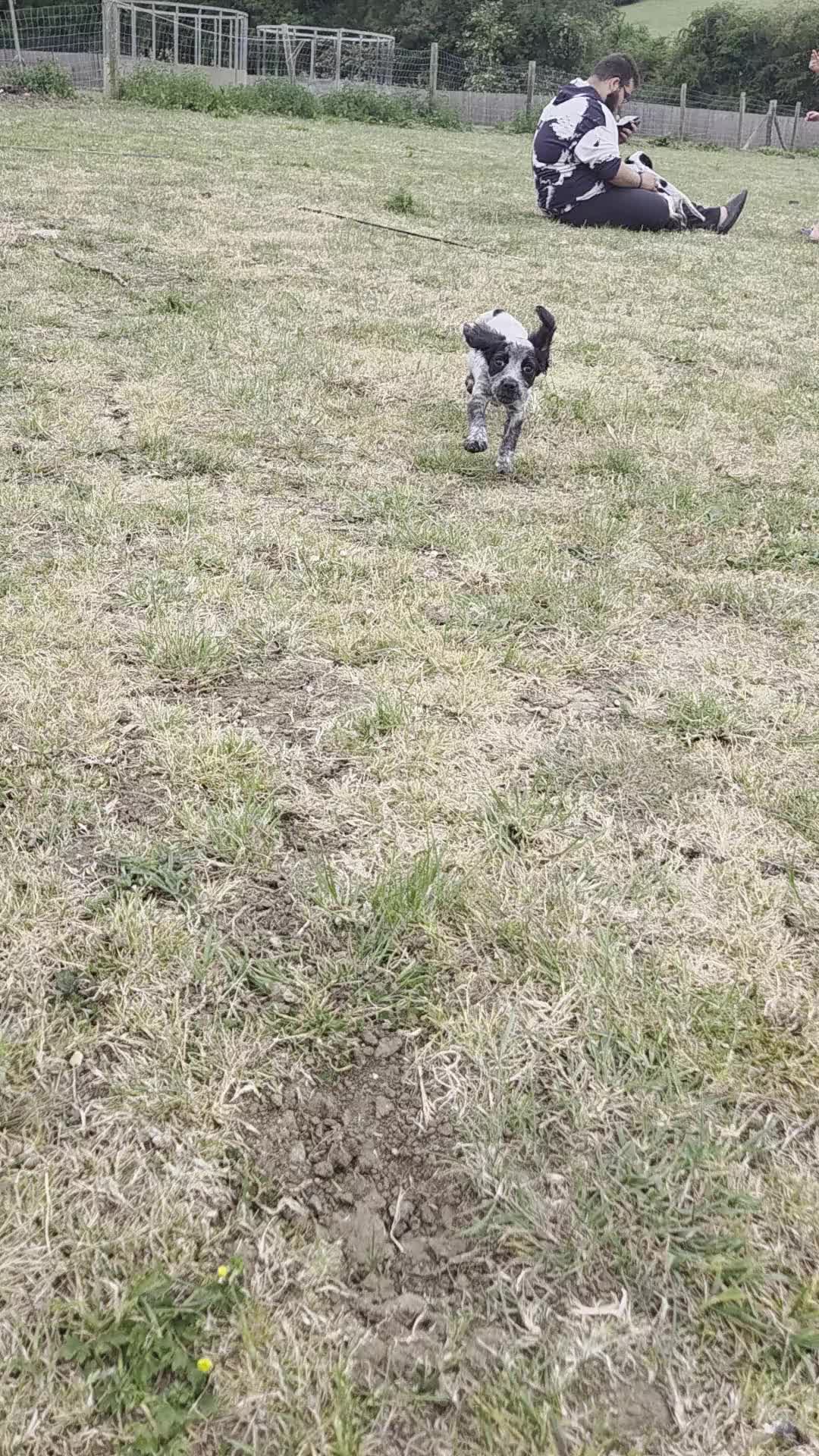Cocker Spaniel dogs for sale: ❗️5 beautiful cocker spaniel puppies❗️🥰 - Video 4