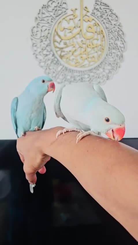 Ringnecks birds for sale: Stunning Fully Hand Tamed Blue Ringneck for Sale - Video 1