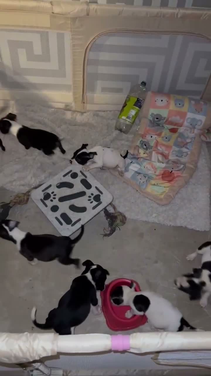 Mixed Breed dogs for sale: Last few reduced 💝puppies 🐶  - Video 1