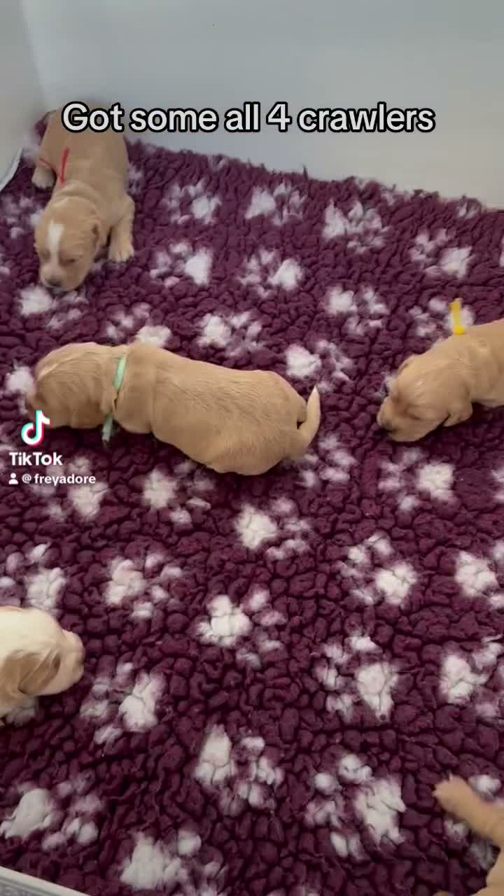 Cocker Spaniel dogs for sale: KC working cocker pups 5⭐️licensed. Only boys left - Video 1