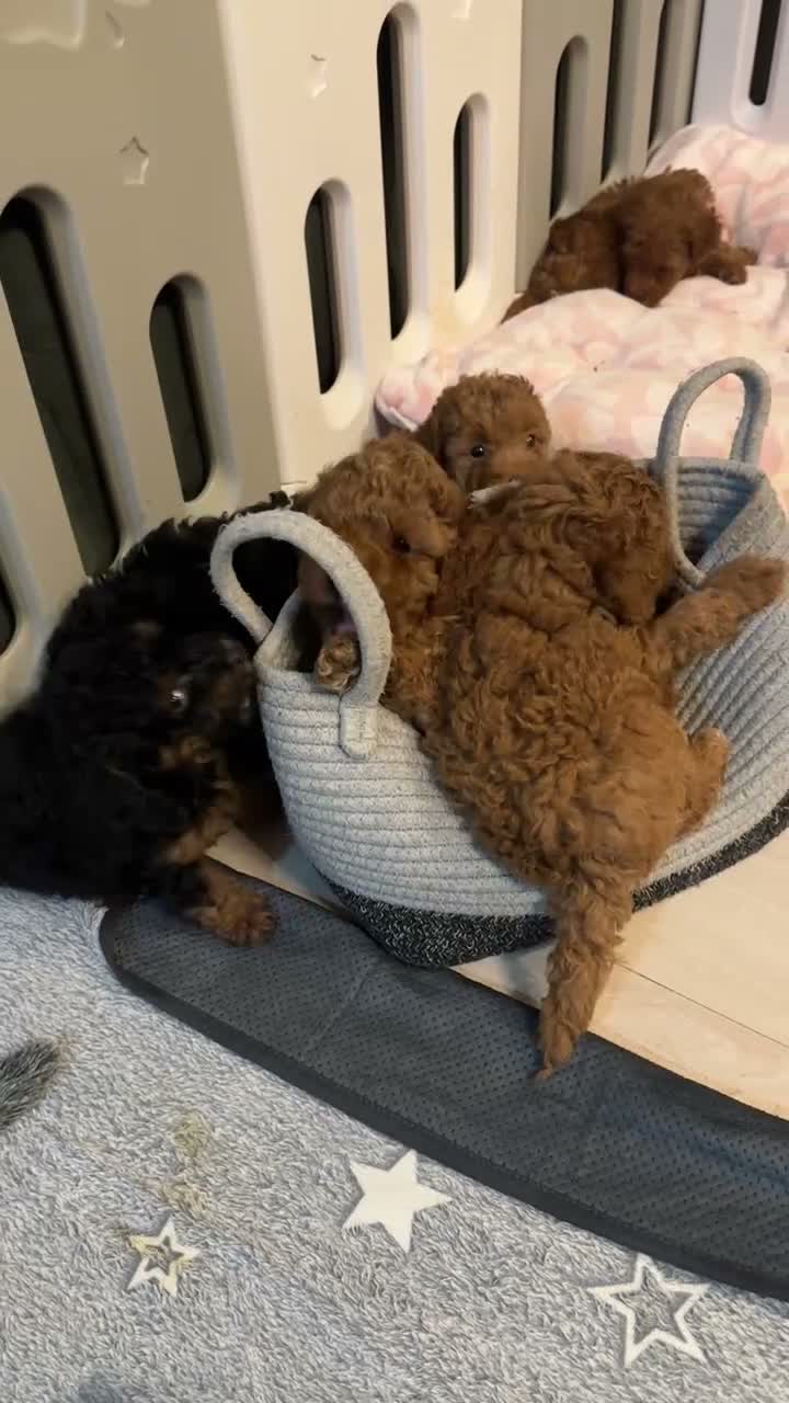 Toy Poodle dogs for sale: Beautiful Toy Poodle Puppies looking for new home  - Video 3