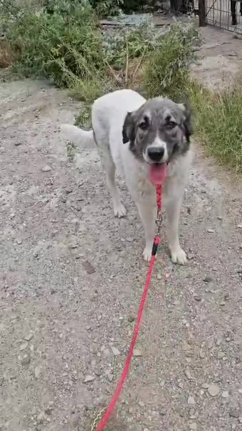 Mixed Breed dogs for adoption: Beautiful and Gentle HEIDI - for a Loving Home - Video 1