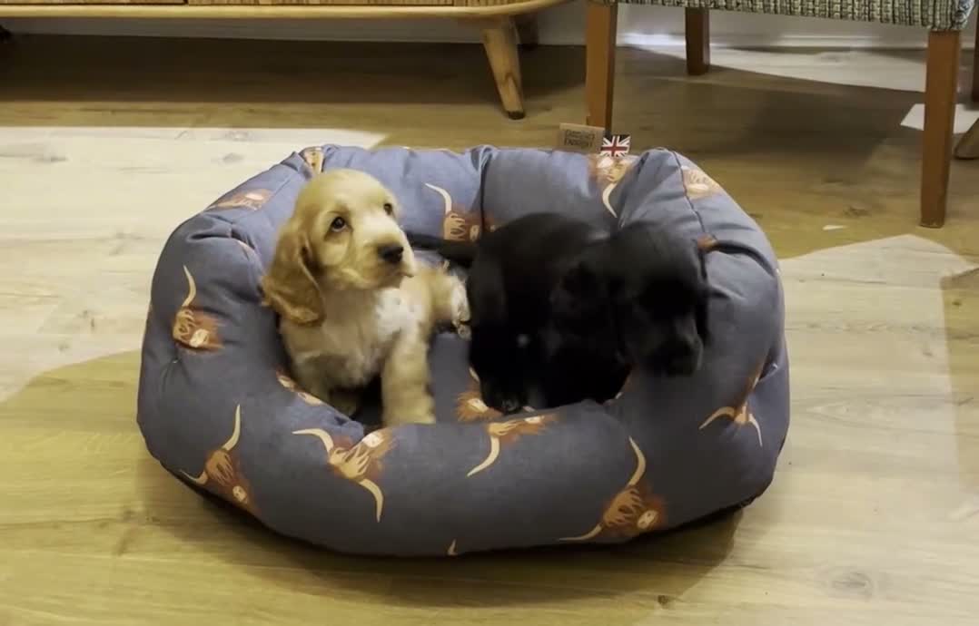 Cocker Spaniel dogs for sale: Show type Cocker Spaniel - Video 1