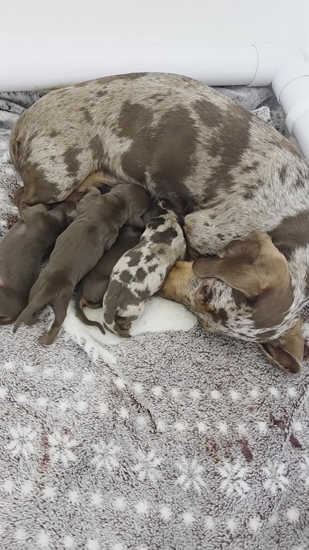 Miniature Dachshund dogs for sale: Kc registered miniature Dachshund Puppies for sell in Bristol - Video 1