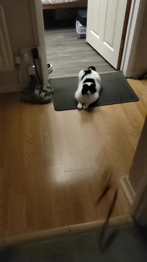 Mixed Breed cats for adoption: Momo needs a home of her own - Video 1