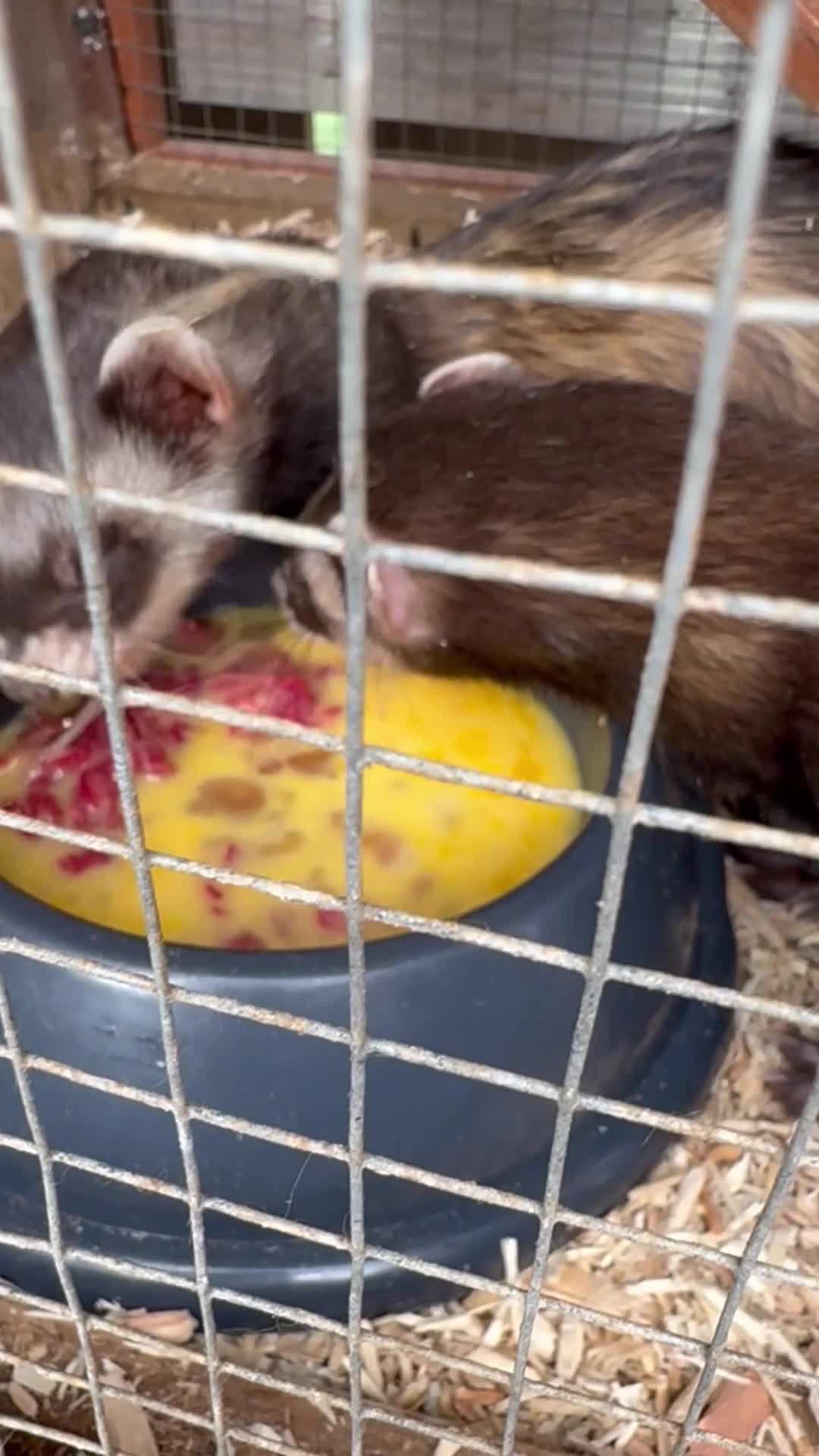Ferret rodents for sale: Kits hit a and Jill’s  - Video 1